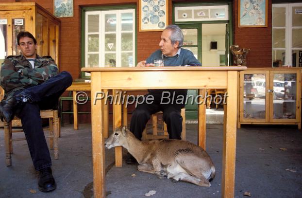 chypre 14.JPG - Mouflon (femelle) sous la table d'un garde forestierStavros tis PsokasTroodosChypre